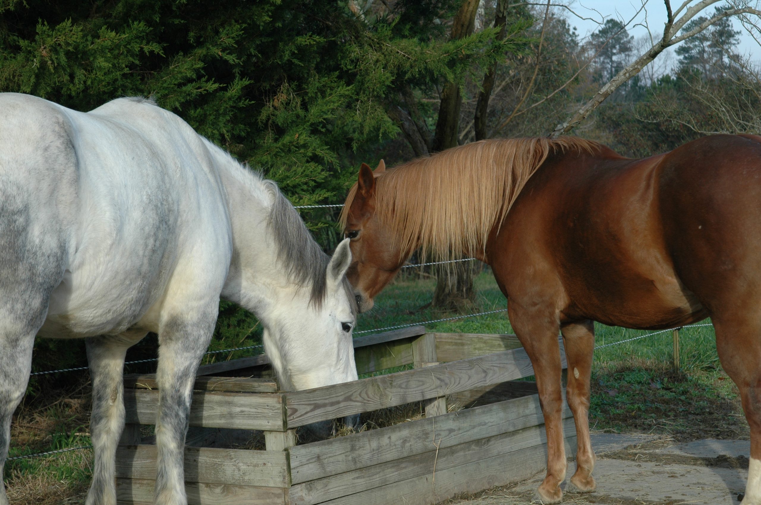 The intersection of horse training and people healing